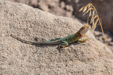 Collared Lizard Basking on a Rock