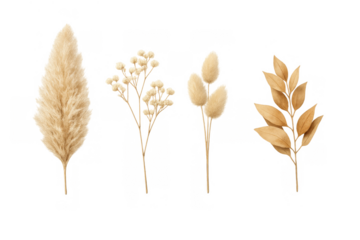 Pampas grass, baby's breath, bunny tail, and dried leaves creating a bohemian herbarium collection on transparent background