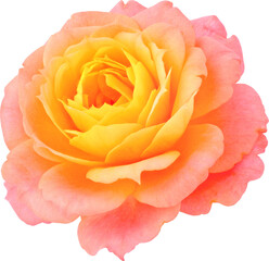 orange-pink Rose flowers focus stacking close up isolated for love wedding and valentines day