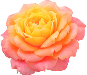 orange-pink Rose flowers focus stacking close up isolated for love wedding and valentines day