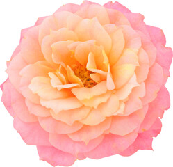 orange-pink Rose flowers focus stacking close up isolated for love wedding and valentines day