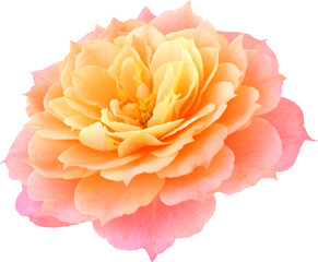 orange-pink Rose flowers focus stacking close up isolated for love wedding and valentines day
