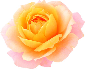 orange-pink Rose flowers focus stacking close up isolated for love wedding and valentines day