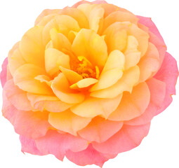 orange-pink Rose flowers focus stacking close up isolated for love wedding and valentines day