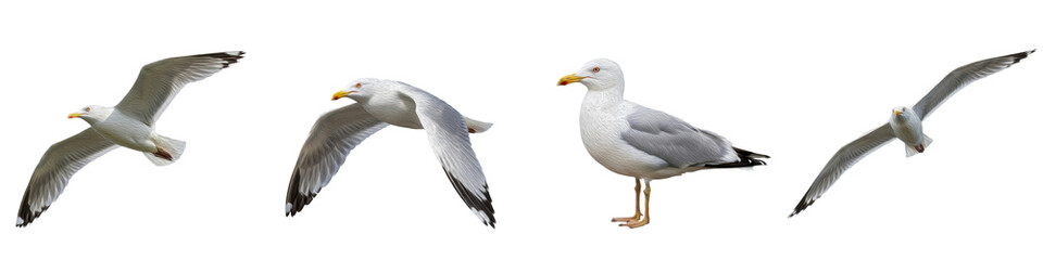 Fototapeta premium Seagull Bird Flying and Standing Set Isolated on White Background PNG