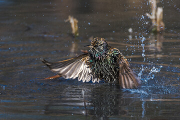 Fototapete bei efototapeten.de bestellen   