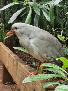 bird cagou on a branch from new caledonie
