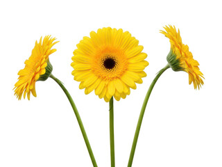 Naklejka premium Bright Yellow Gerbera Daisies Three Blooming Flowers on Slender Green Stems Black Background