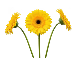 Bright Yellow Gerbera Daisies Three Blooming Flowers on Slender Green Stems Black Background