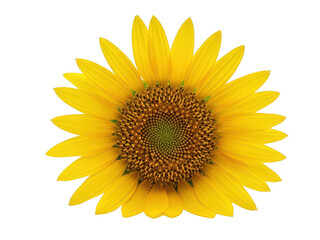 Bright Yellow Sunflower With Detailed Brown Center Petals Against Black Background