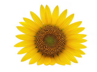 Bright Yellow Sunflower With Detailed Brown Center Petals Against Black Background