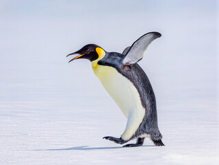 Fototapeta premium penguin in antarctica