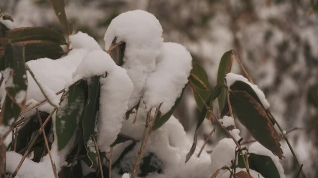 笹のある森の雪景色