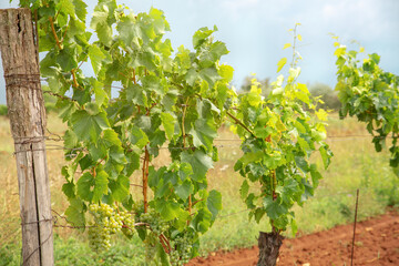 Obraz premium Detail shot of lush green grapevines with developing grape bunches in a Croatian vineyard on red soil. Winemaking process and Mediterranean agriculture in the Istria or Dalmatia region.