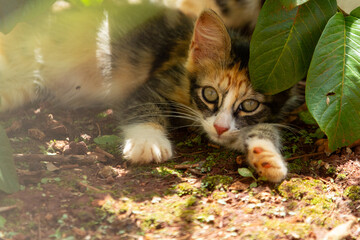 Fototapete bei efototapeten.de bestellen   