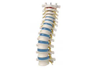 Detailed 3 D of Human Spine with Highlighted Lumbar Nerve Pathways