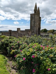 Old Cathedral Tower Behind Flower Bush