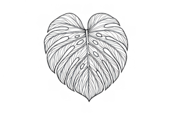 Monstera deliciosa tropical leaf illustration, line art drawing, botanical plant foliage, transparent background