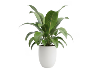 Large Green Variegated Leaves Houseplant in White Ceramic Planter Against Black Background