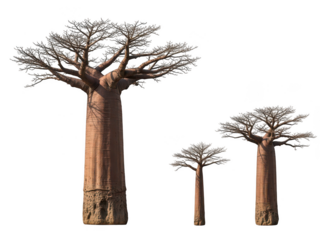 Silhouette of Three Baobab Trees Against Dark Night Sky with Detailed Trunks