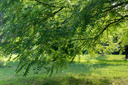 Juglans nigra. The eastern black walnut branch is a deciduous tree species in the Juglandaceae family, native to Central and East America.