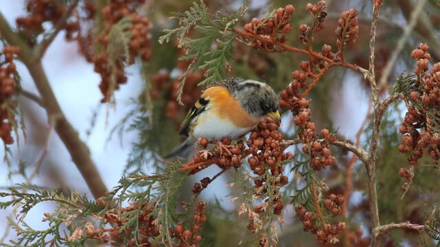 Close-up of an adult male brambling perched on a thuja branch and eating thuja seeds while facing the camera lens on a cold winter day.