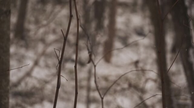 笹のある森の雪景色