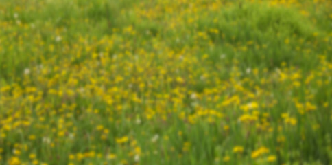 Obraz premium blurred blur defocused Landscape green grass blooming yellow dandelions in perspective in meadow field park background in garden. soft focus background with warm bokeh lights Fluffy white seed balls