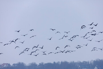 Flock of geese flying in formation against a hazy sky over a distant treeline