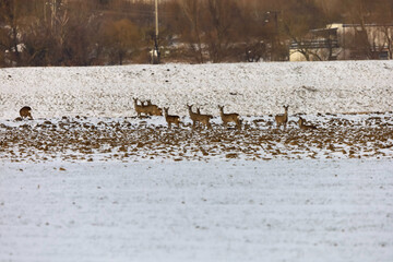 Herd of deer grazing in a snow-covered field during winter