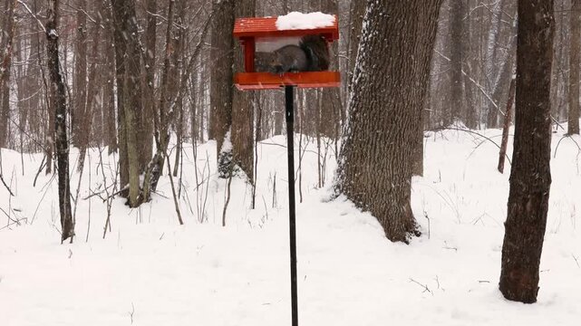 Eastern gray squirrel (Sciurus carolinensis) climbs a pole vertically to reach a bird feeder during winter.