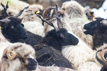 sheep outdoors on farm in winter