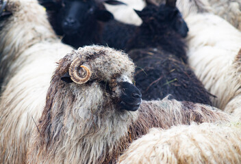 Naklejka premium sheep outdoors on farm in winter