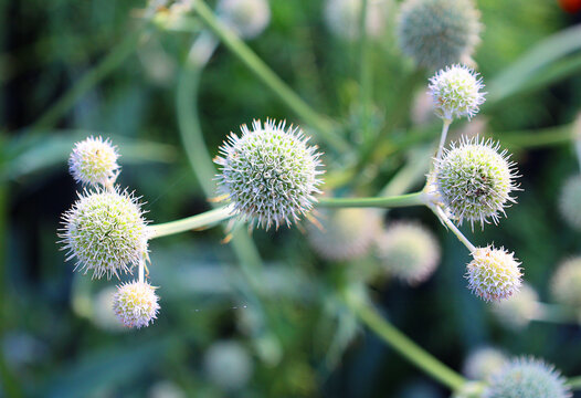 Eryngium yuccifolium, known as rattlesnake master, button eryngo, and button snake-root, is a perennial herb of the parsley family native to the tallgrass prairies of central and eastern North America