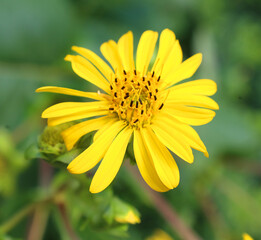 Rudbeckia. The species are commonly called coneflowers and black-eyed-susans; all are native to North America and many species are cultivated in gardens for their showy yellow or gold flower heads. 