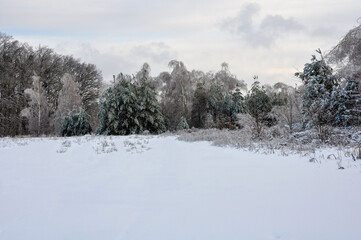Winter landscape with a wide snow-covered field and forest edge in the background. Frosted trees and evergreen pines create a calm, minimalist winter scene under a cloudy sky. 