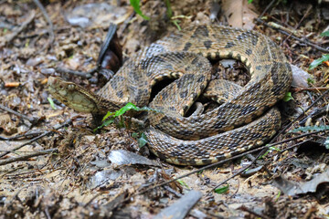 Fer-de-lance Venomous Snake on Hiking Path in Costa Rica 