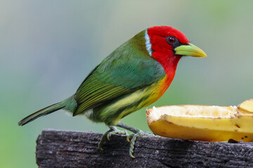 Red-Headed Barbet 