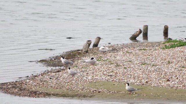 A group of adult common terns (Sterna hirundo) preening their feathers