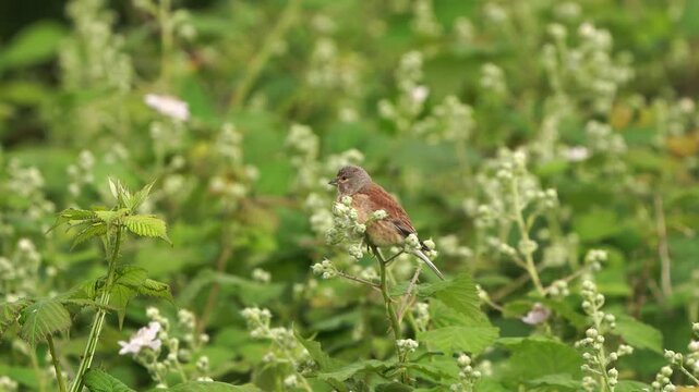 A male common linnet (Linaria cannabina) singing and sitting on a branch of a bramble and looking around