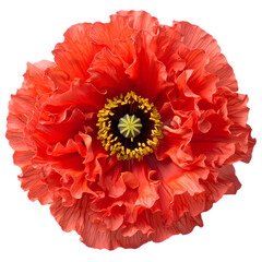 Vibrant red poppy flower isolated on white background featuring detailed ruffled petals and a bright yellow center for botanical nature design projects and floral spring garden concepts