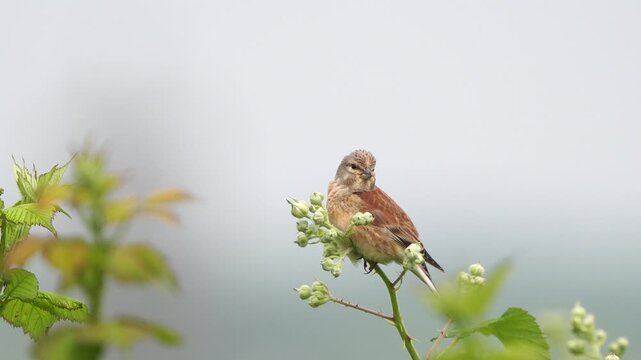 A male common linnet (Linaria cannabina) sitting on a branch of a bramble and looking around