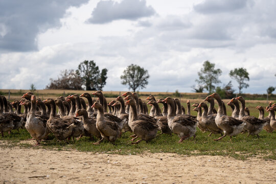 Groupe d'oie sur un parcours