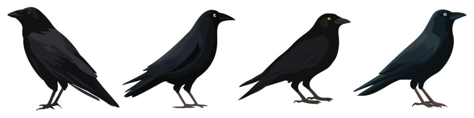 Obraz premium crow bird black feathers glossy shiny sleek Flat Vector Illustration on Transparent Background