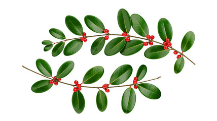 Mistletoe branches with red berries in festive illustration style on white background for Christmas decoration