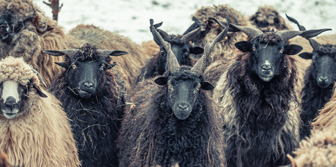 Hungarian Racka sheep with twisted horns on traditional farm © VSzili