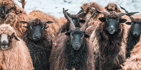 Hungarian Racka sheep with twisted horns on traditional farm © VSzili