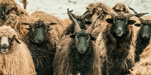 Hungarian Racka sheep with twisted horns on traditional farm © VSzili