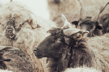 Hungarian Racka sheep with twisted horns on traditional farm © VSzili