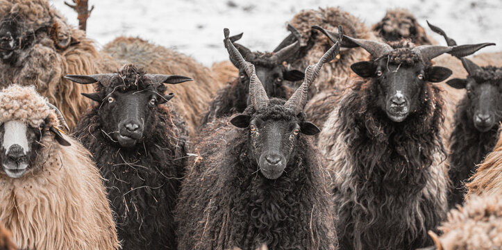 Hungarian Racka sheep with twisted horns on traditional farm
